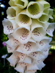 Allet 05 Vingerhoedskruid